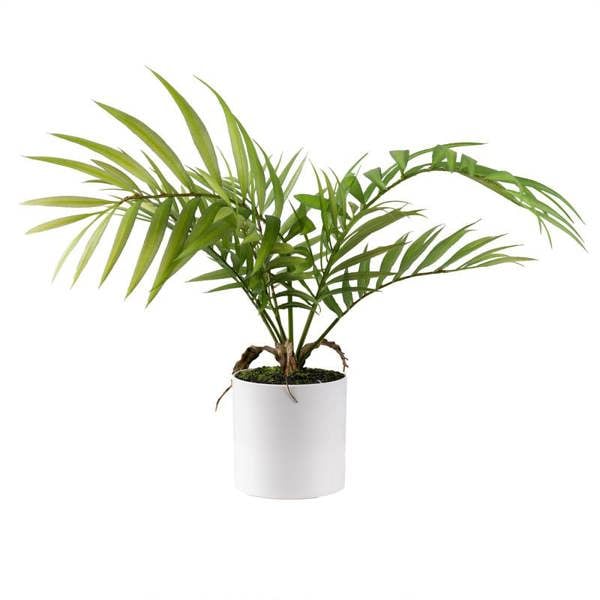 Scottish Everlastings 40cm Fern Tree in White Plastic Pot