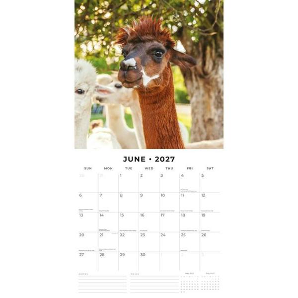 Alpacas Calendar 2027, Wall Calendars, Month To View, Animals, Gift