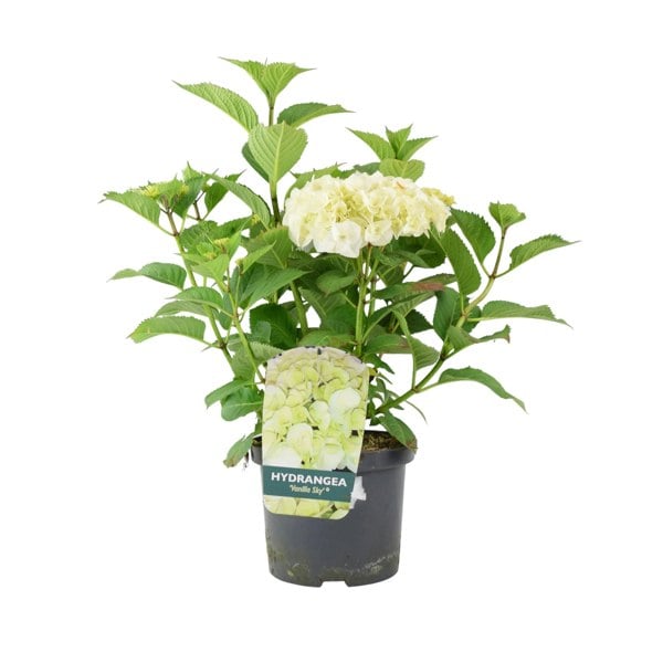 Hydrangea Macrophylla White