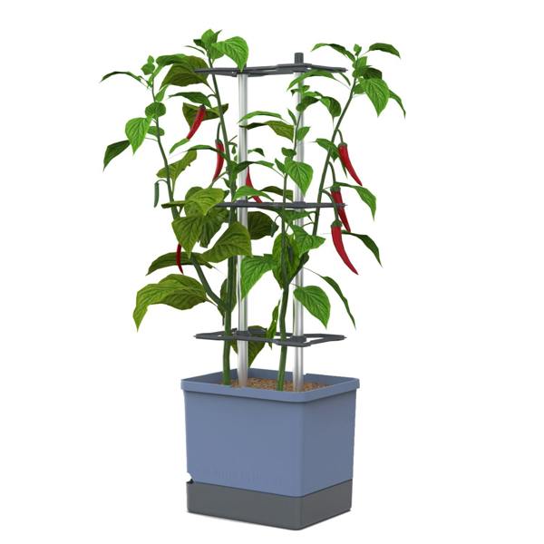 CHARLY CHILI Chili pot with water tank & climbing system - Blue