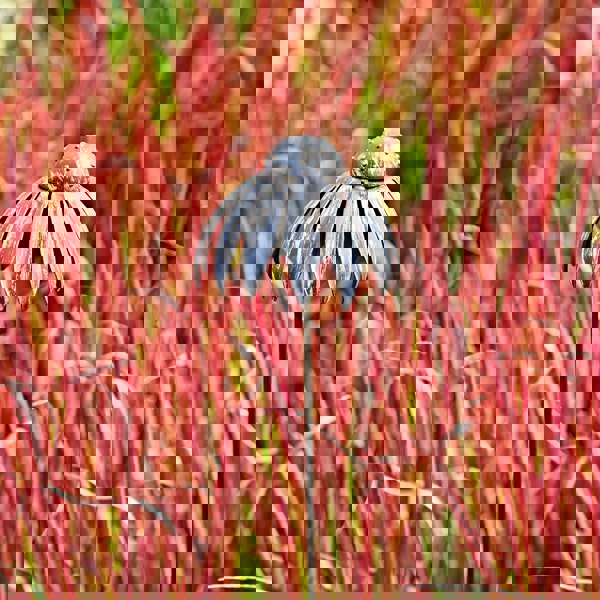 Paper High Recycled Metal Echinacea Flower Garden Stake Decoration