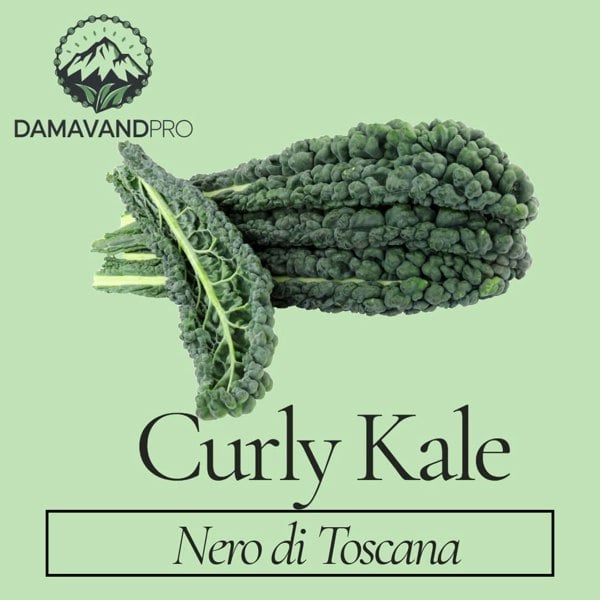 Curly Kale Nero di Toscana Seeds