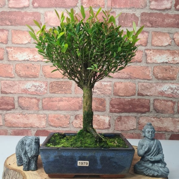 Yorkshire Bonsai Brush Cherry (Syzygium) Bonsai Tree | Broom | In 20cm Pot