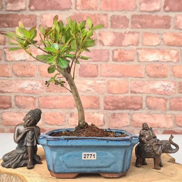 Azalea (Rhododendron) Bonsai Tree | Broom | In 15cm Pot - Yorkshire Bonsai