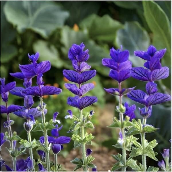 Blue Monday Salvia  200 Seeds: Ornamental Sage, Salvia Horminum