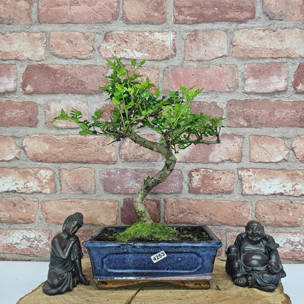 Yorkshire Bonsai Chinese Pepper (Zanthoxylum Pipertum) Bonsai Tree | Shaped | In 20cm Pot