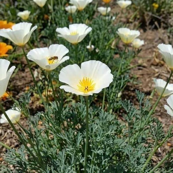 White California Poppy (Eschscholzia californica ‘Alba’) seeds producing pure white poppy blooms in summer.