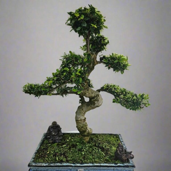 Yorkshire Bonsai Large Chinese Elm (Ulmus Parvifolia) Bonsai Tree | Shaped | In 40cm Pot