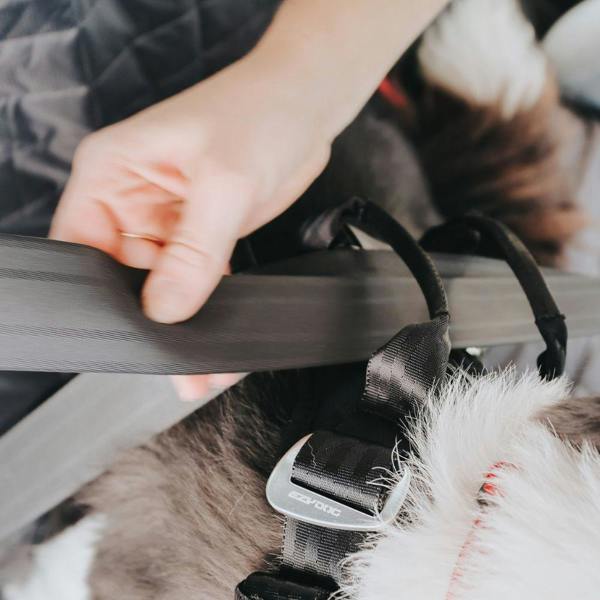 EzyDog Drive Car Harness