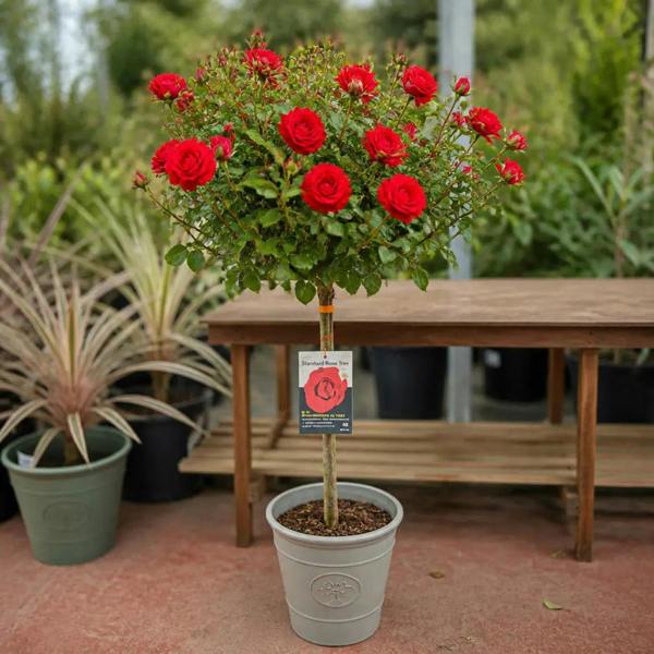 7.5L Standard Rose Tree Red 100-110cm - Classic Flowering Garden Rose Plant
