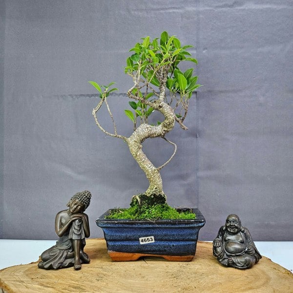 Yorkshire Bonsai Ficus Microcarpa (Banyan Fig) Indoor Bonsai Tree | Shaped | In 15cm Pot