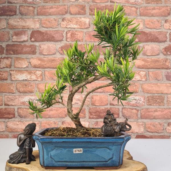 Yorkshire Bonsai Buddhist Pine (Podocarpus Micro) Bonsai Tree | Shaped | In 25cm Pot