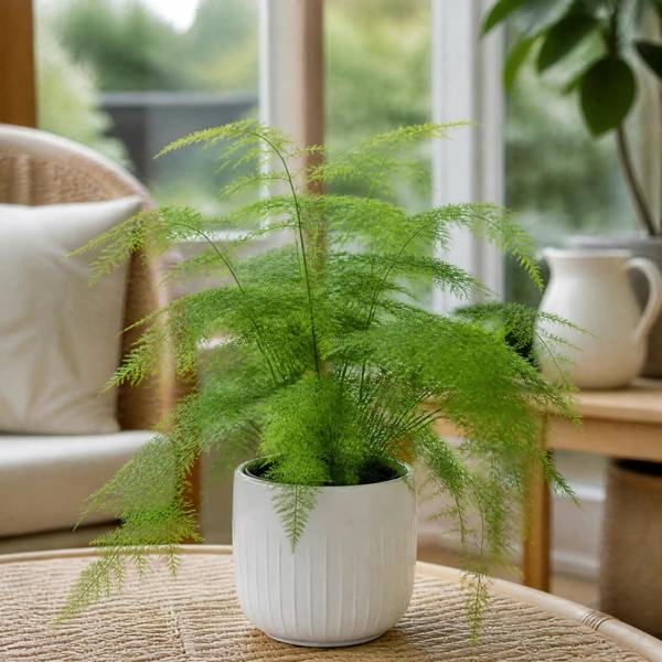 Asparagus Setaceus Lace Fern 12cm Pot Plants By Post