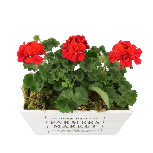 Geranium Red in Farmers Market Trough