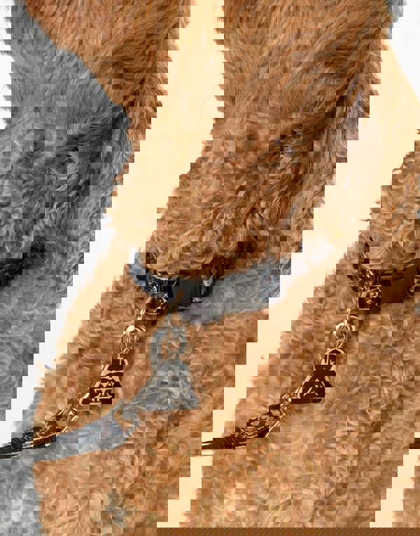 Star Wars Unisex Black Logo All Over Print Bowl , Collar , Charm and Lead Gift Set