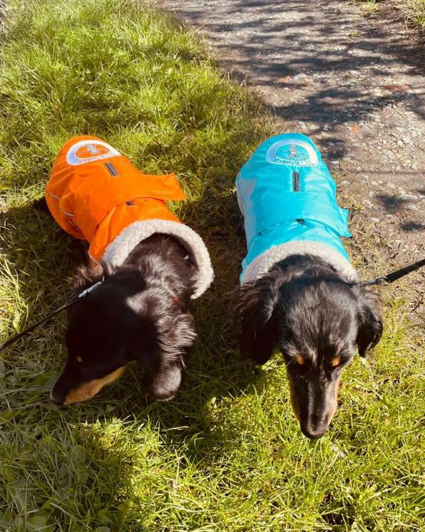 DRYBONES Waterproof Dog Coat