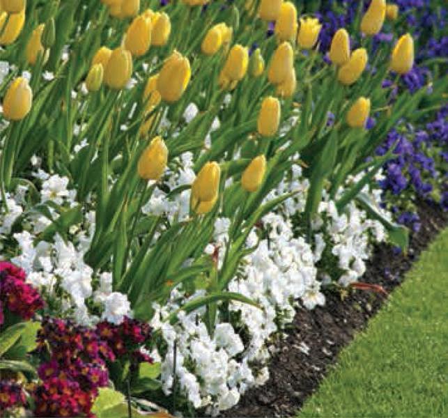 Landscaping and Weed Control Fabric - Premium