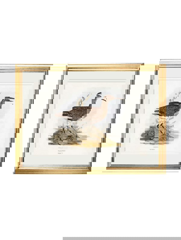 Exceptional Art c.1837's British Coastal Birds
