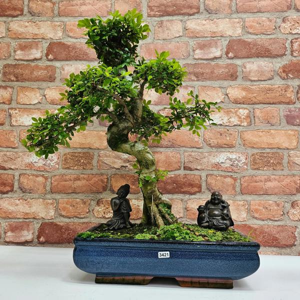 Yorkshire Bonsai Large Chinese Elm (Ulmus Parvifolia) Bonsai Tree | Shaped | In 35cm Pot - 3421