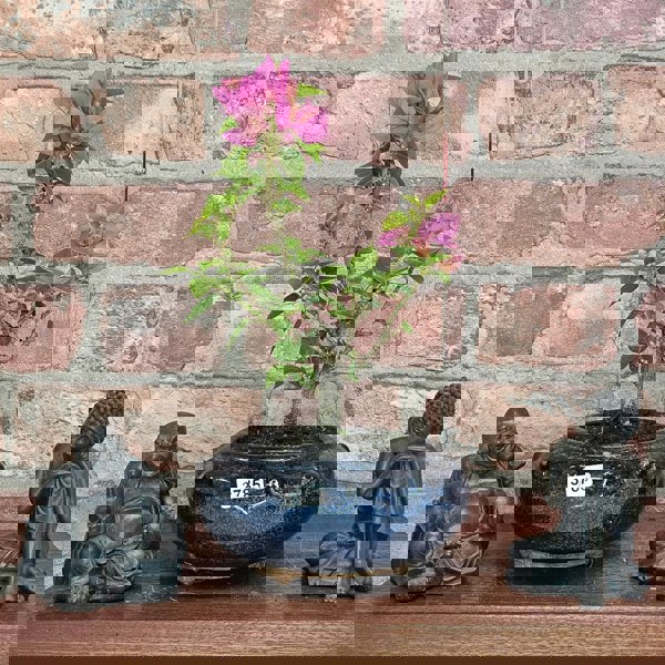 Yorkshire Bonsai Bougainvillea Bonsai Tree - In 15cm Pot