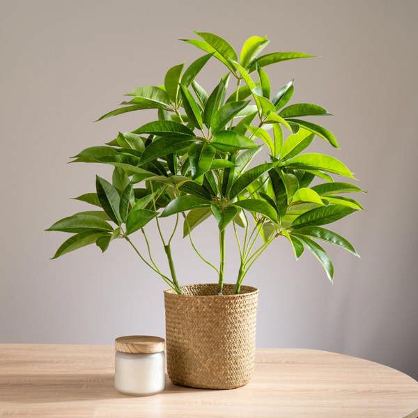 Scottish Everlastings 60cm Real Touch Schefflera / Umbrella Plant in White Pot