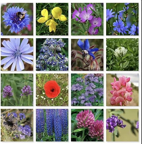 native wildflower meadow