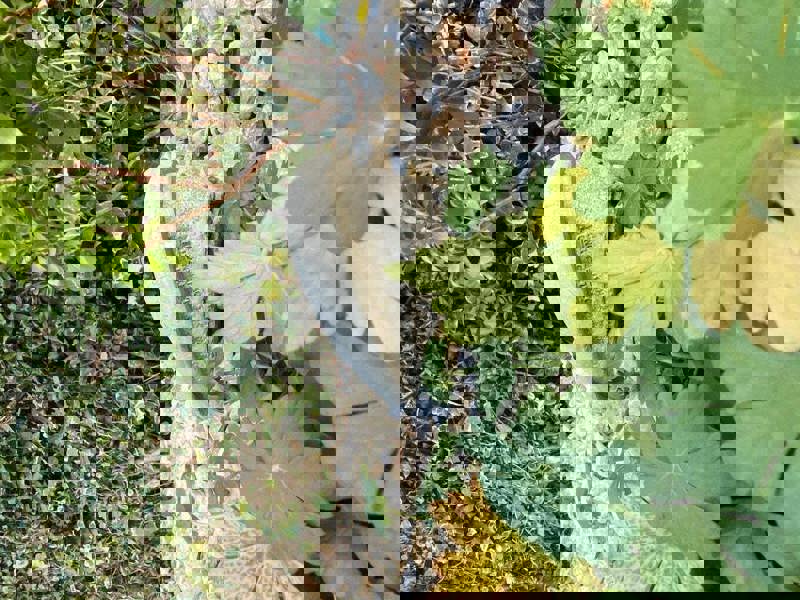 Beloved Dog Heart-Shaped Pet Memorial