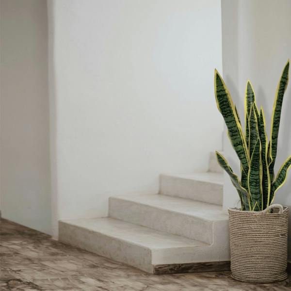 Artificial Dracaena Trifasciata Snake Plant 65cm - Evergreenery