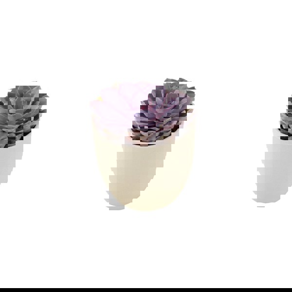 Echeveria Purple Pearl in 12cm Pot - Stunning Purple Succulent Plants By Post