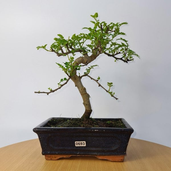 Chinese Pepper (Zanthoxylum Pipertum) Bonsai Tree | Shaped | In 20cm Pot