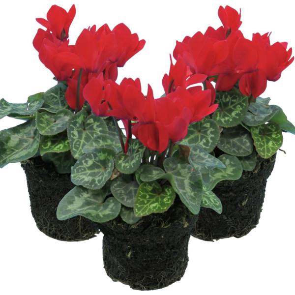 Cyclamen Red 10.5cm Pot Pack of 3 & 6 Flowering Outdoor Plants