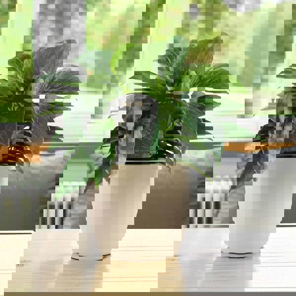 Philodendron White Wave – Indoor Plant | 12cm Pot with Decorative Ceramic Options Plants By Post