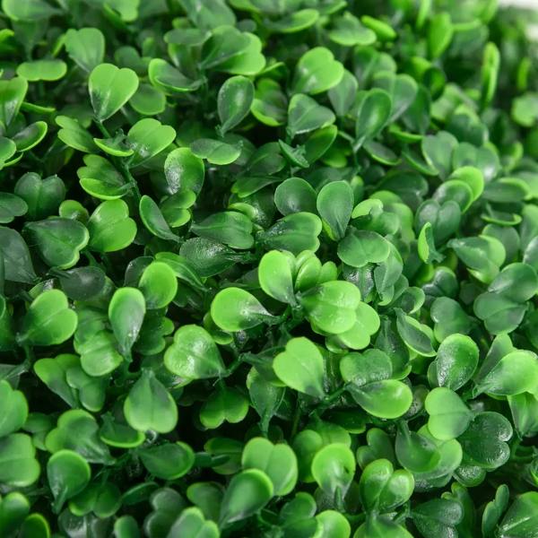 Close-up of green artificial boxwood leaves with glossy textured finish