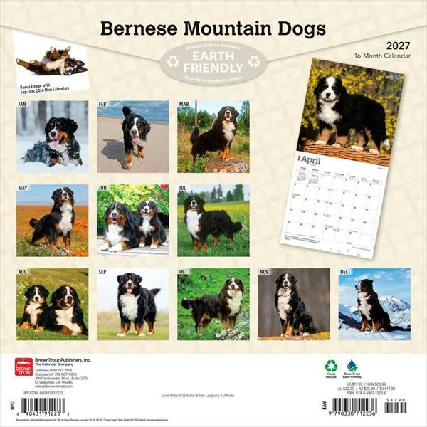 Bernese Mountain Dogs Calendar 2027, Wall Calendars, Month To View, Dogs, Gift