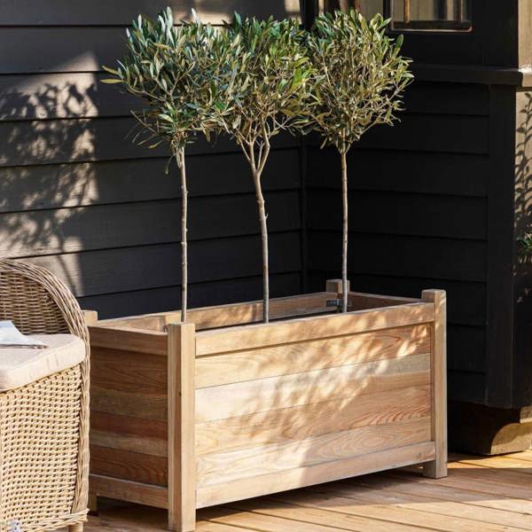A large natural spruce timber trough planter holding three miniature olive trees on a sunlit wooden deck from Abode Home & Gifts.
