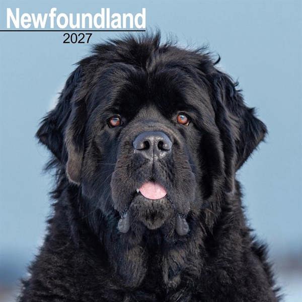 Newfoundland Calendar 2027, Wall Calendars, Month To View, Dogs, Gift