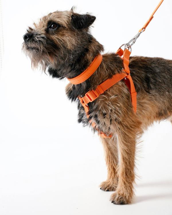 Barc London Mandarin Orange Dog Harness