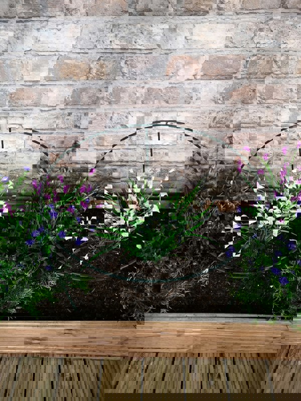 Samuel Alexander Tom Chambers Urban Metal Herbaceous Garden Plant Support Ring Large 40cm x 60cm