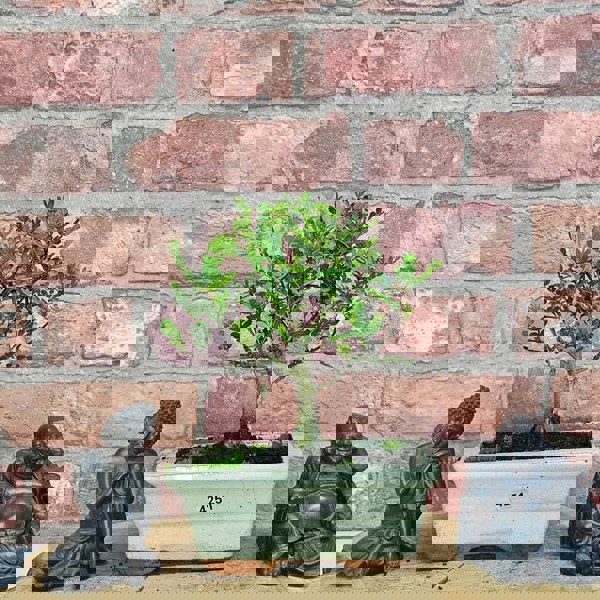Yorkshire Bonsai Chinese Pepper (Zanthoxylum Pipertum) Bonsai Tree | Broom | In 15cm Pot