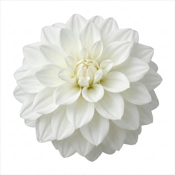 Dahlia Maggiore White 3L Pure White Dahlia