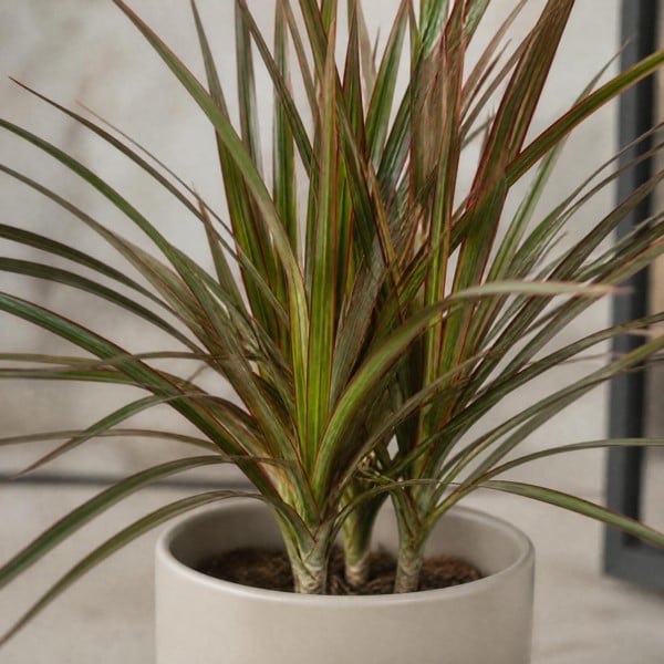 Dracaena Marginata Dragon Tree - 12cm Tropical Houseplant - Matt Pink Ceramic Pot - 1