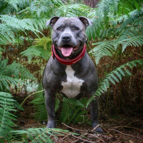 EzyDog Neo Classic Dog Collar in Red
