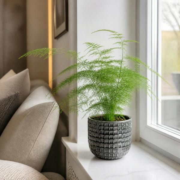 Asparagus Setaceus Lace Fern 12cm Pot Plants By Post