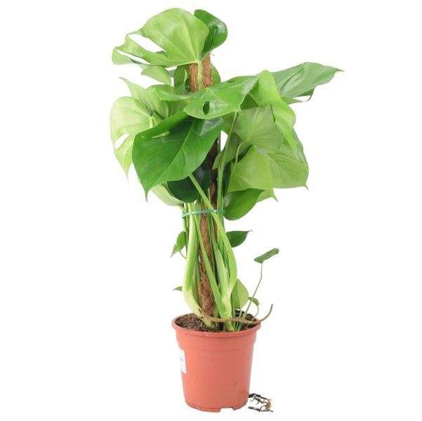 Monstera Deliciosa Plant on 19cm Mosspole Plants By Post UK