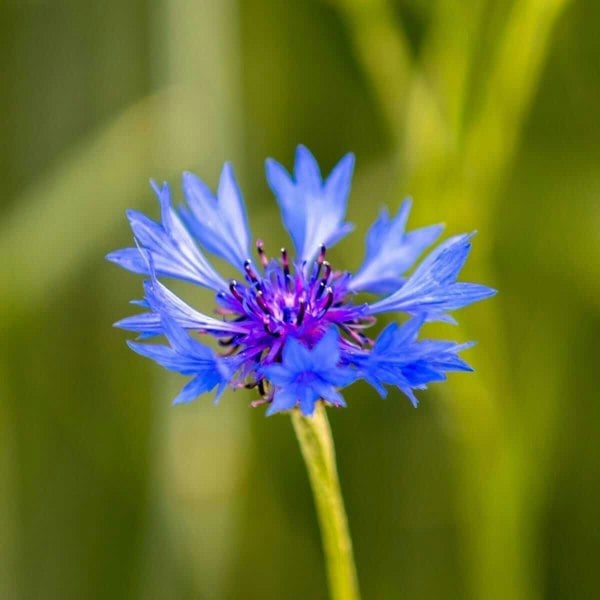 bachelor buttons wildflower seeds