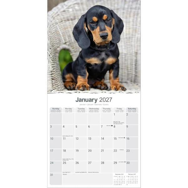 Dachshund Calendar 2027, Wall Calendars, Month To View, Dogs, Gift