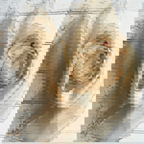 Antonia York Organza Wrap in Cream Silk Crepe & Gold Organza Sophia Tasselled Special Occasion Scarf