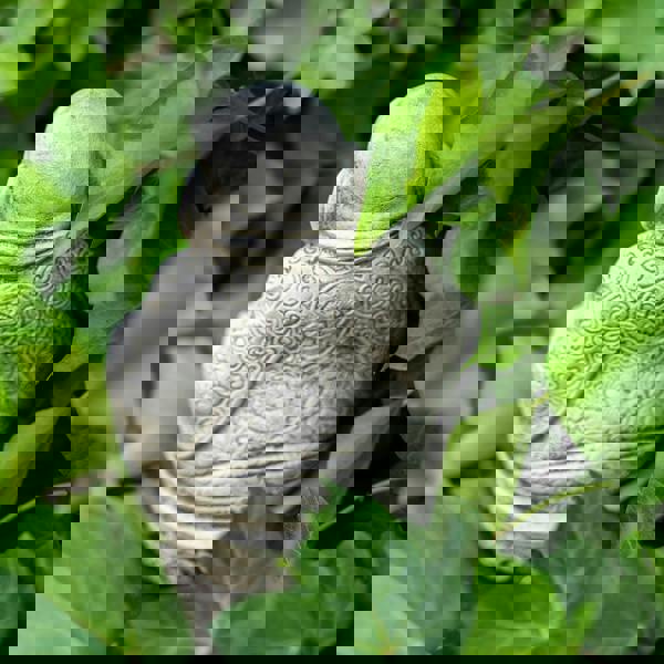 Small Fat Belly Buddha Oriental