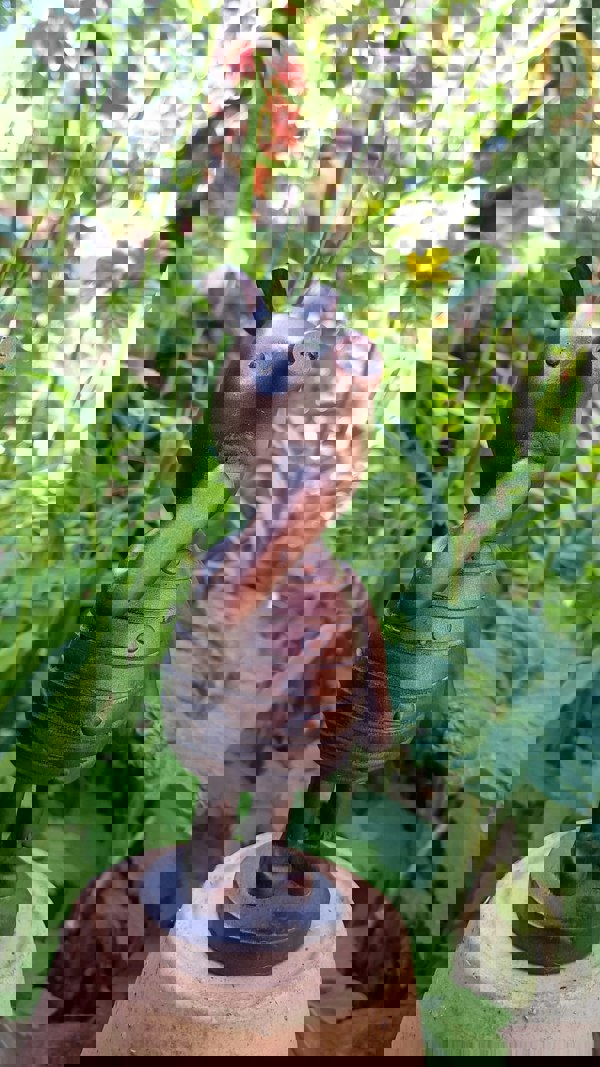 Inspirational Gifting Piglet Garden Sculpture Ornament Decor