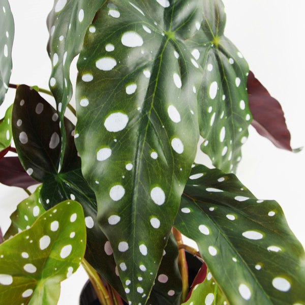 Leaf 40cm Artificial Spotty Begonia Maculata Plant